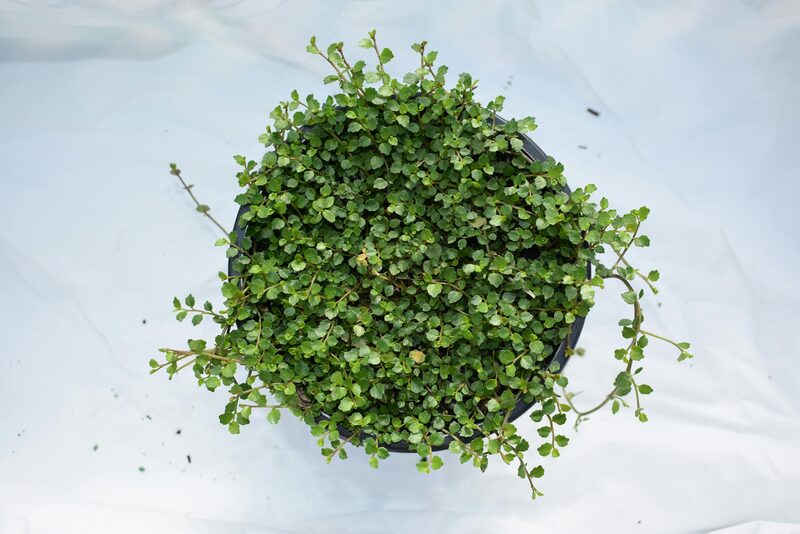 String of Pearls Care: Why Mine Stayed Plump After 2 Years (Most Die in 6 Months)