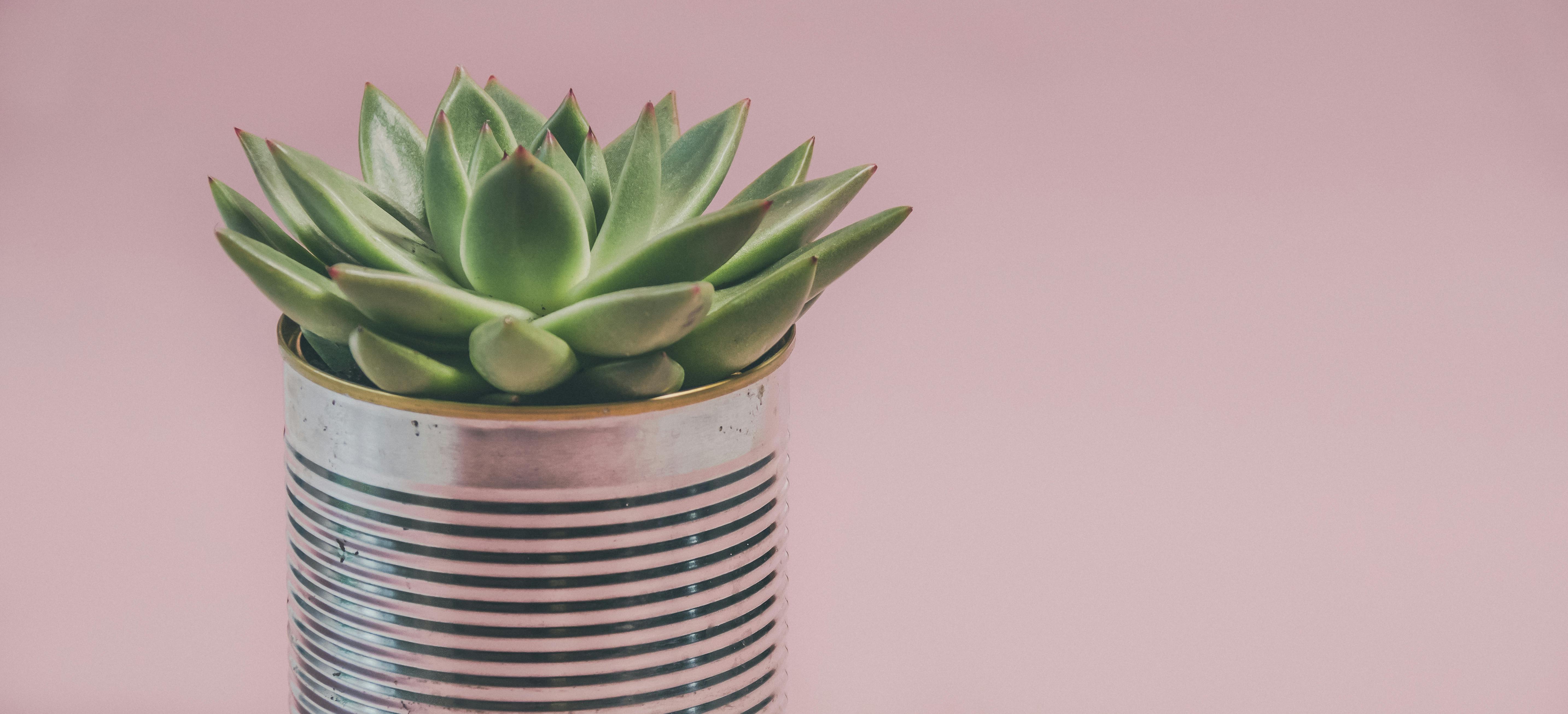 How to Care for Succulents Indoors