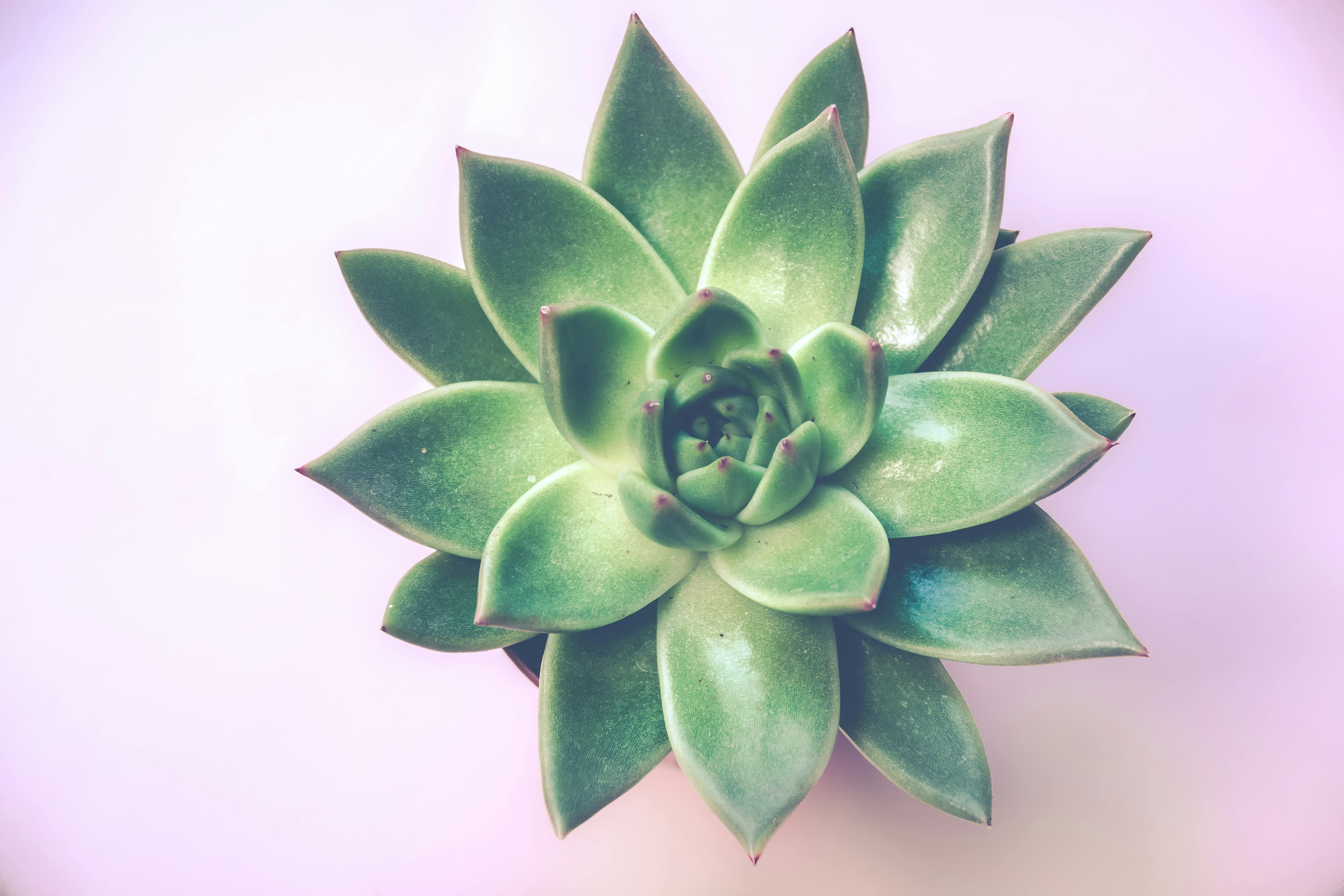 Succulent Care: 3 Essential Rules
