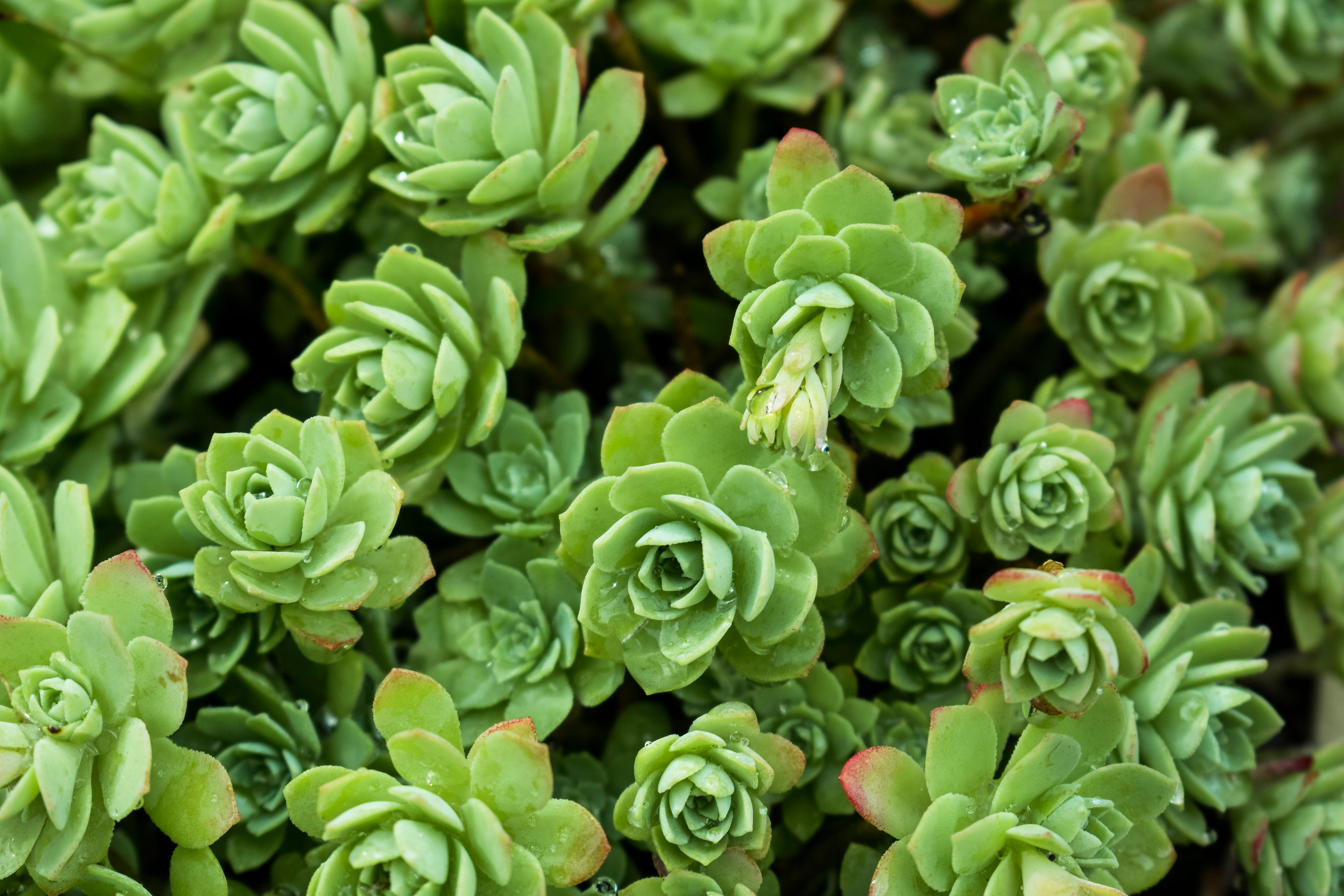 Succulent Leaf Propagation Timeline