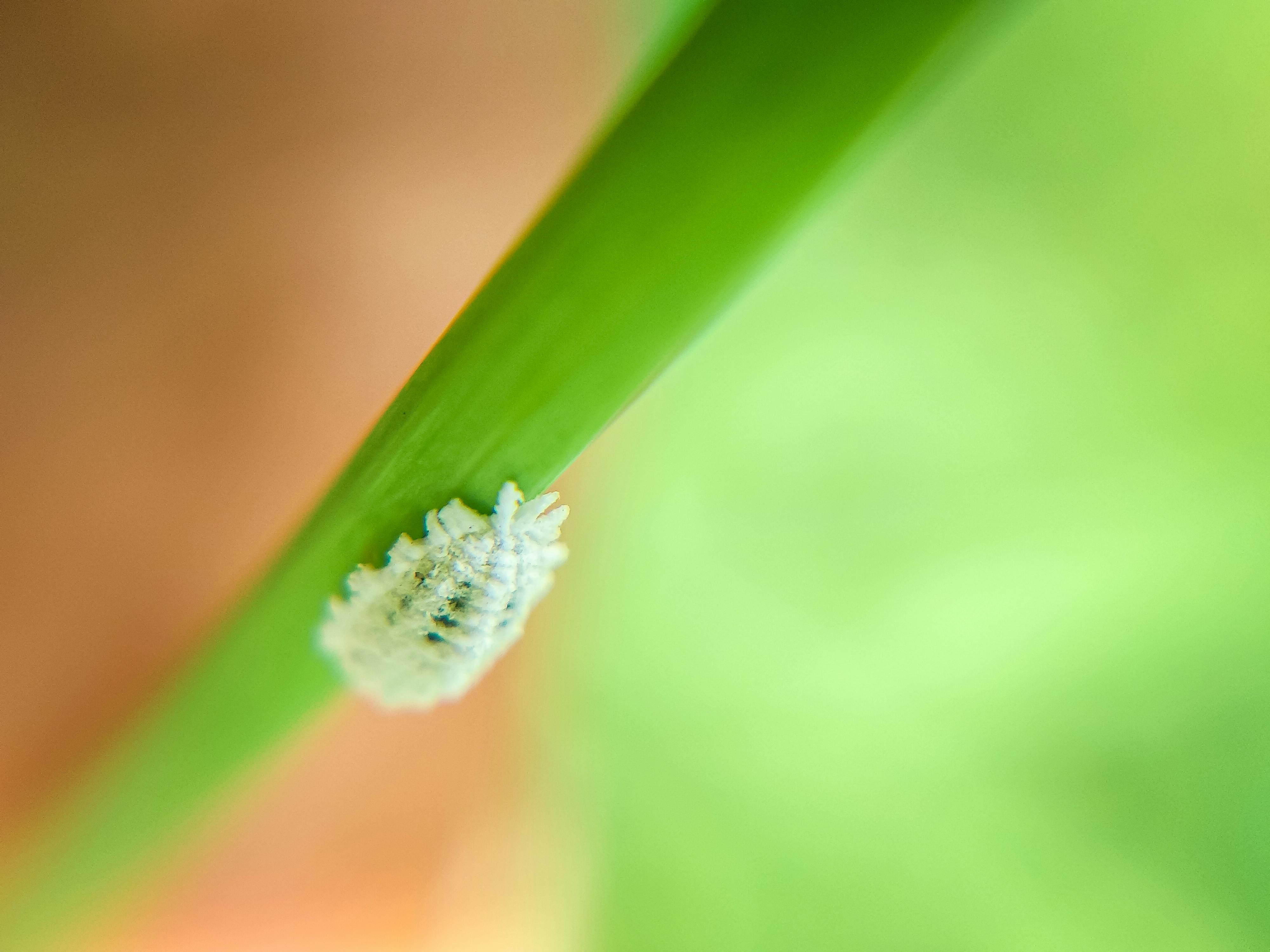 Treat Mealybugs on Houseplants