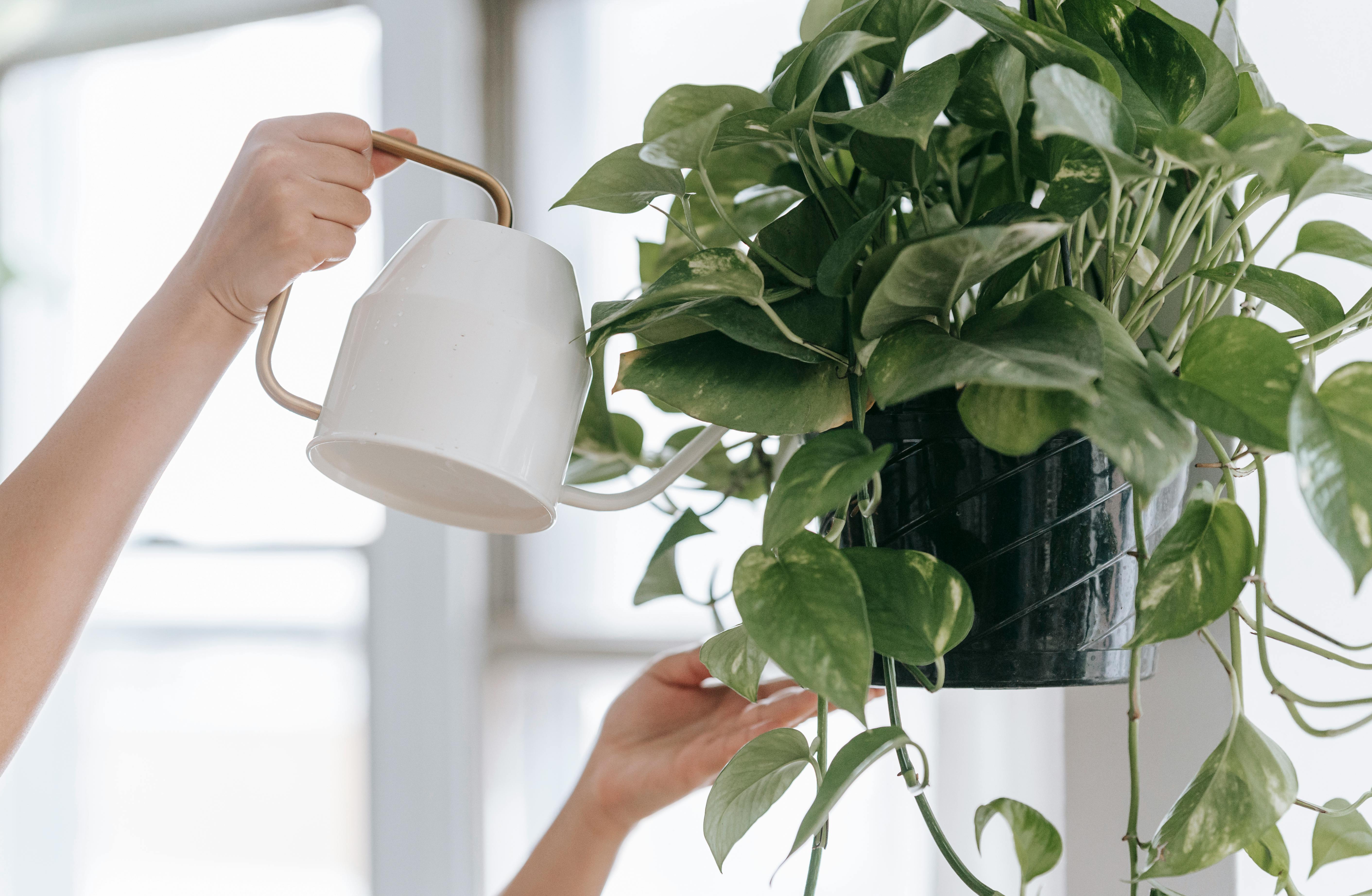 Water Pothos Indoors Guide