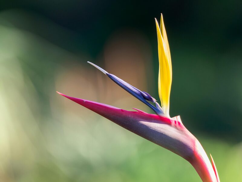 White Bird of Paradise vs Orange Strelitzia Reginae: Which Works Indoors?