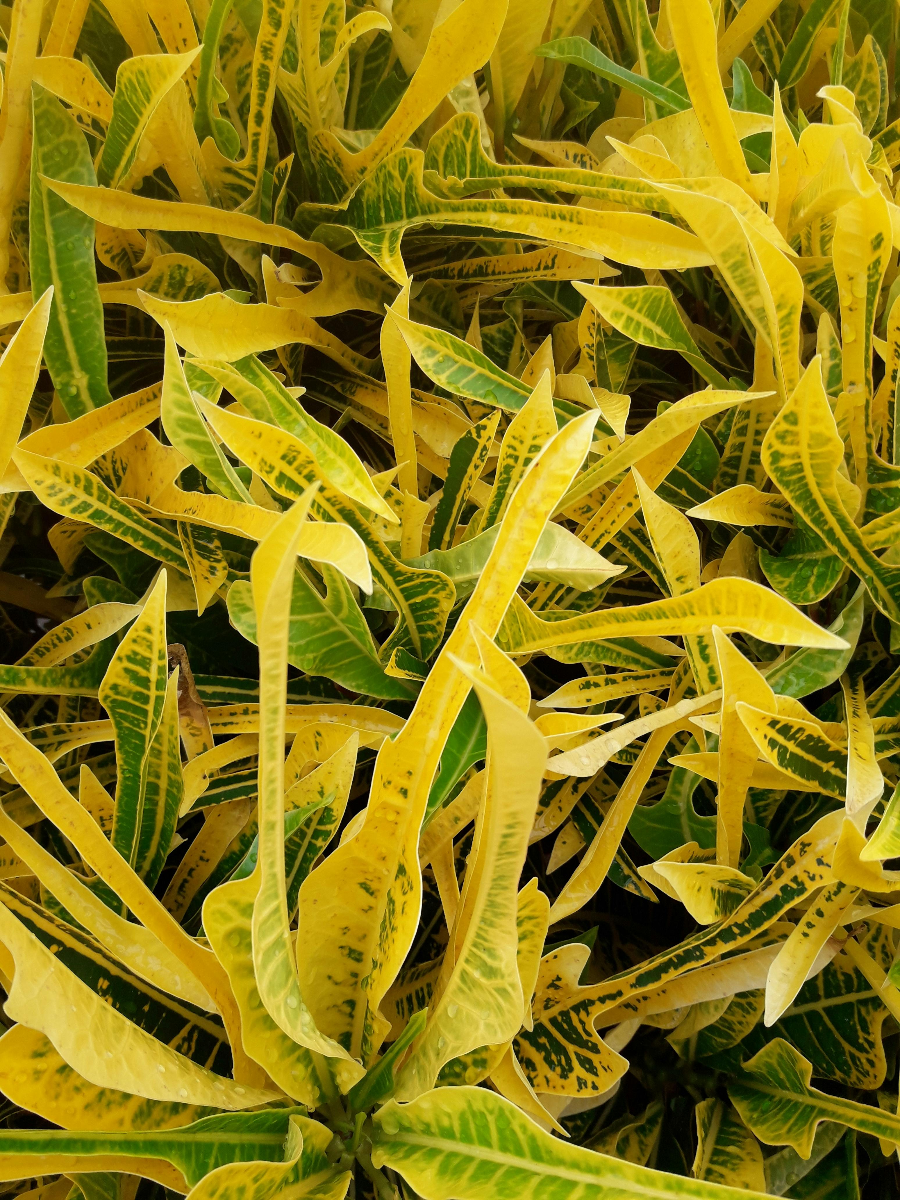 Why Are My Plant Leaves Turning Yellow?