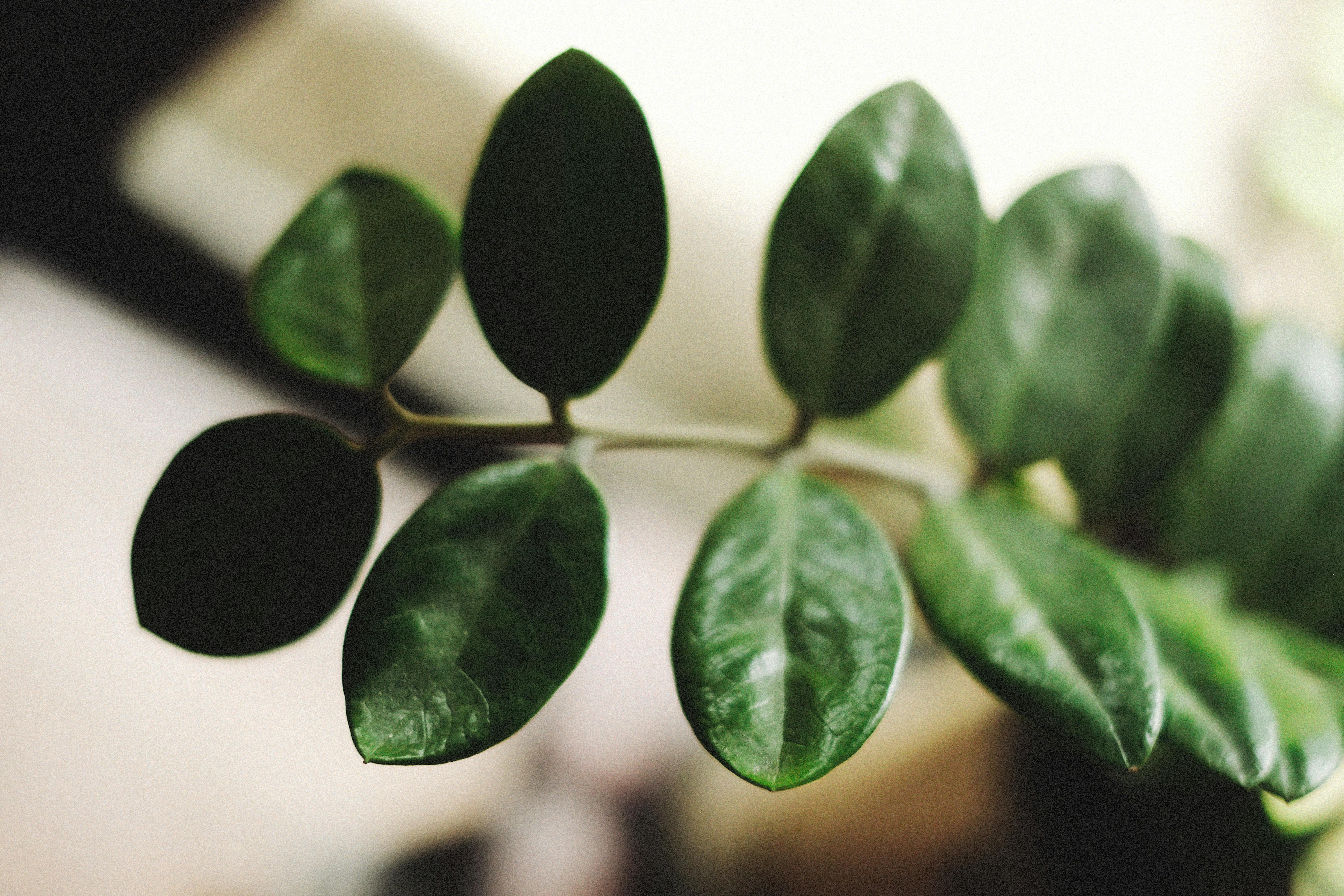 ZZ Plant Care: The Easiest Houseplant
